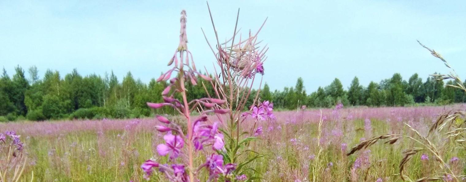 Лесофитнесс