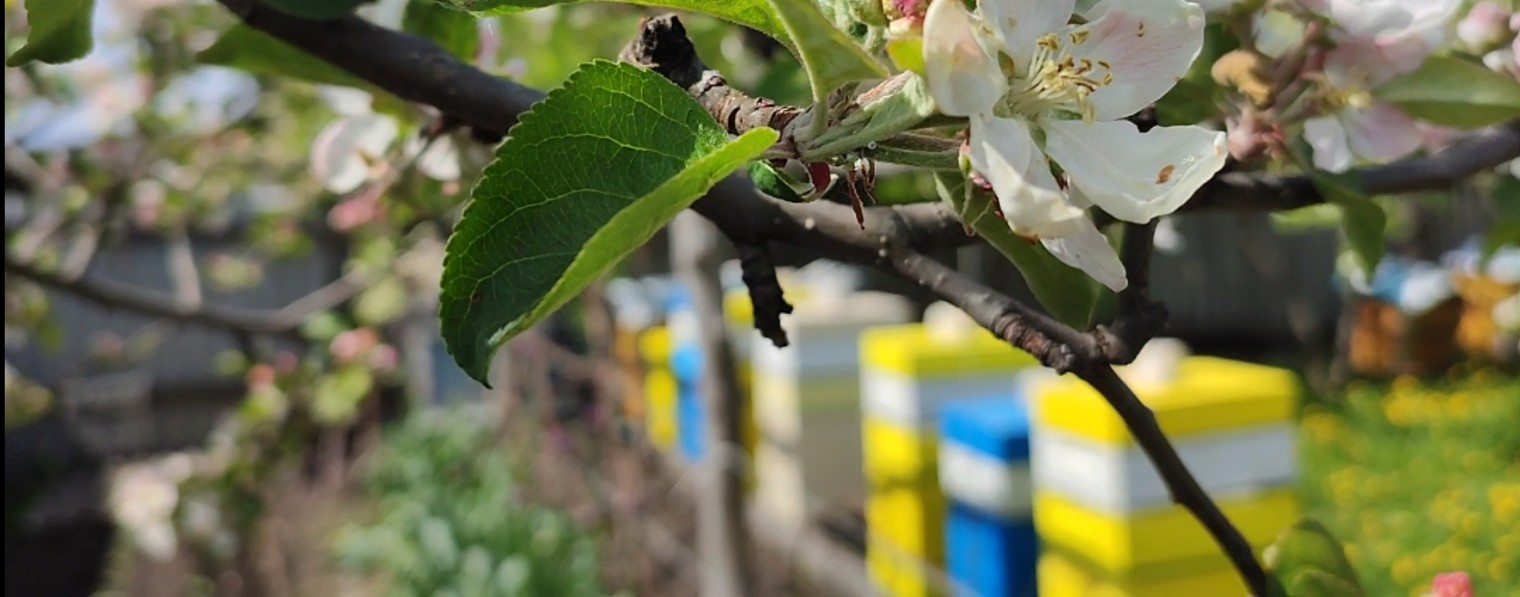 Ефим Диряев