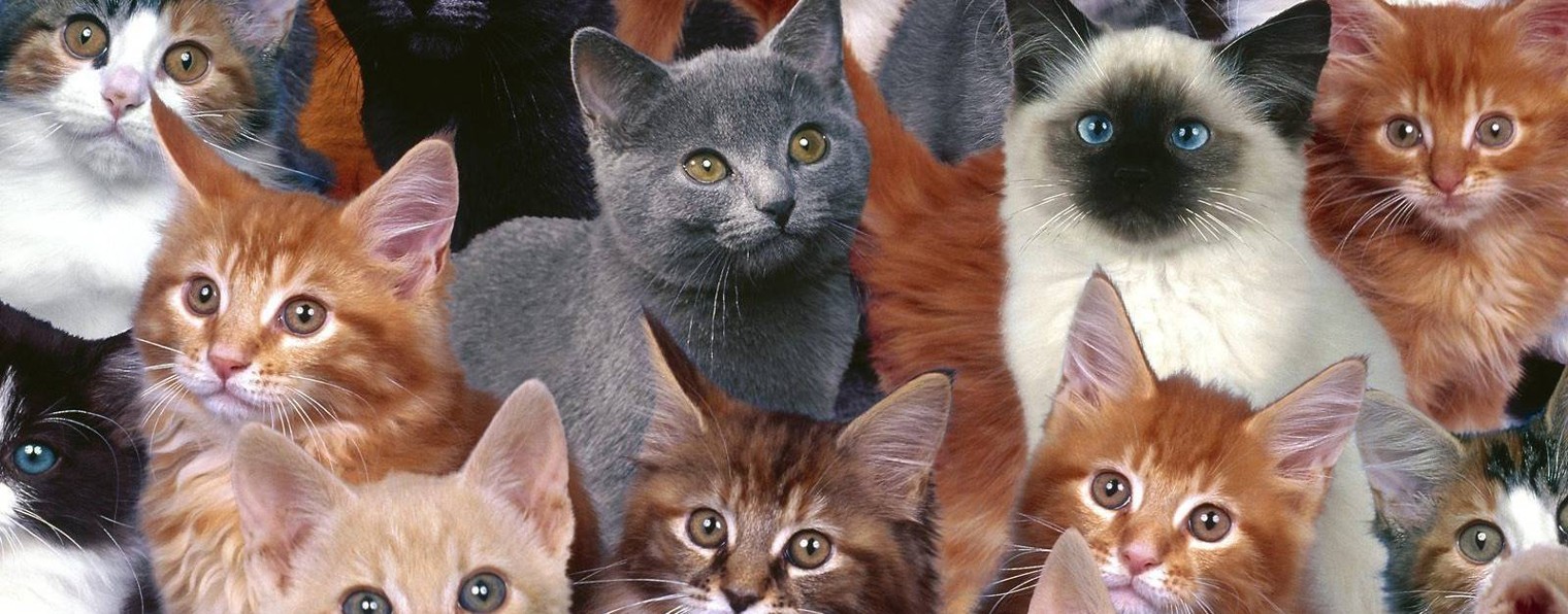 Вадим Котофейка