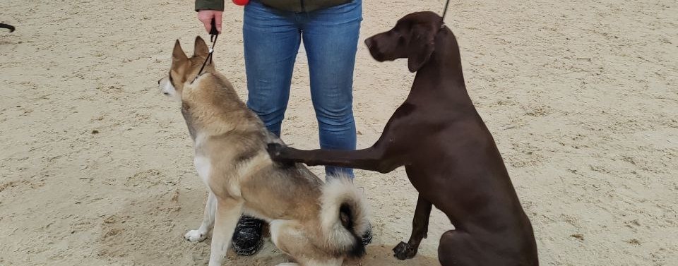 Собаки-друзья