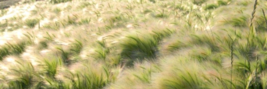 Меццо-сопрано