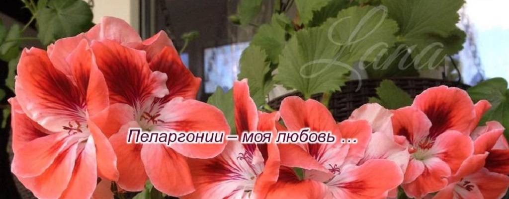 Пеларгонии • Лана • Смоленск