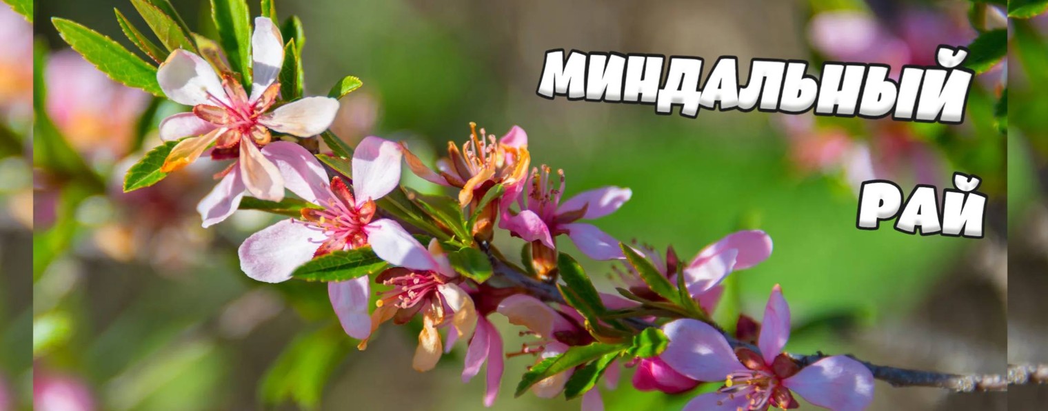 Миндальный рай - mindalnyj