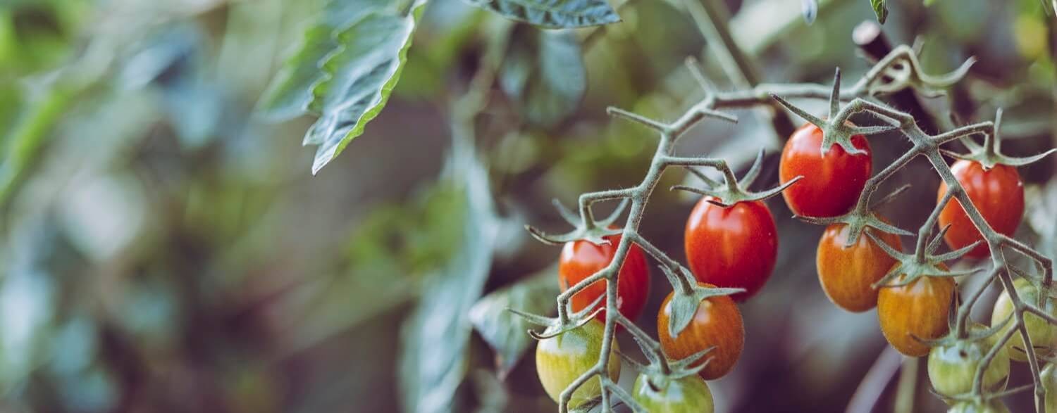 Александра Цветочная