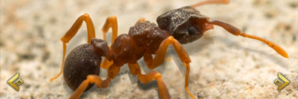 Топ Игра. Ant Legion(муравьи). Промокод для Игр.