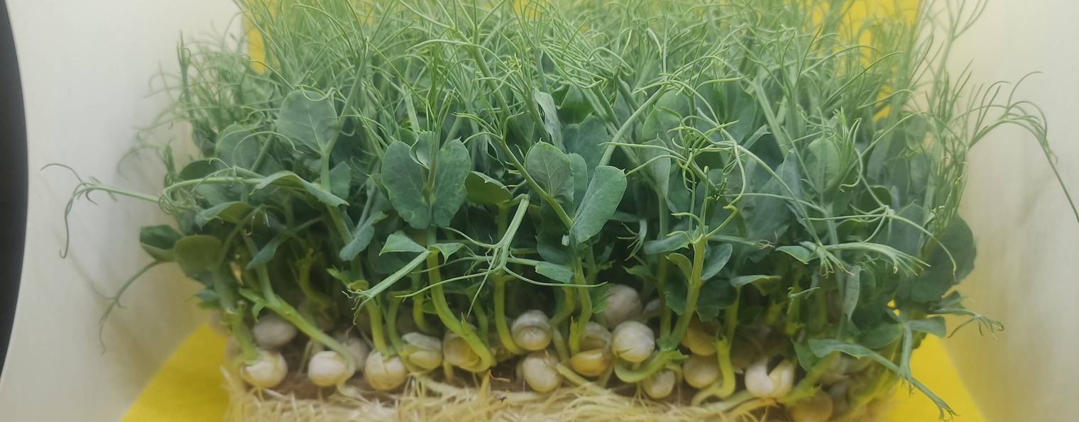 Микрозелень в Туле