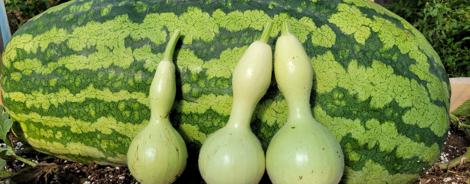 Непрактичный Огород