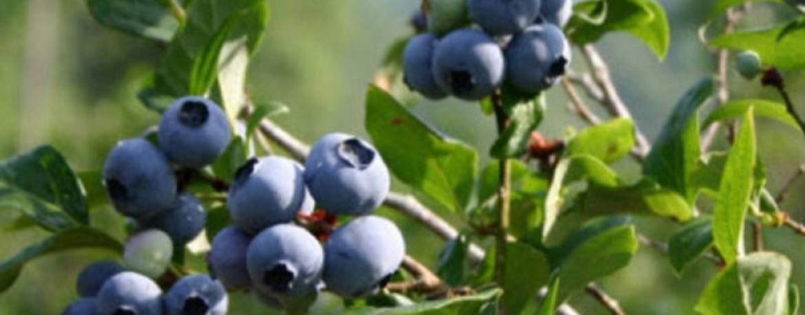 Николай Фоменко