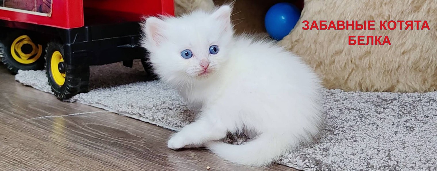ЗАБАВНЫЕ КОТЯТА БЕЛКА