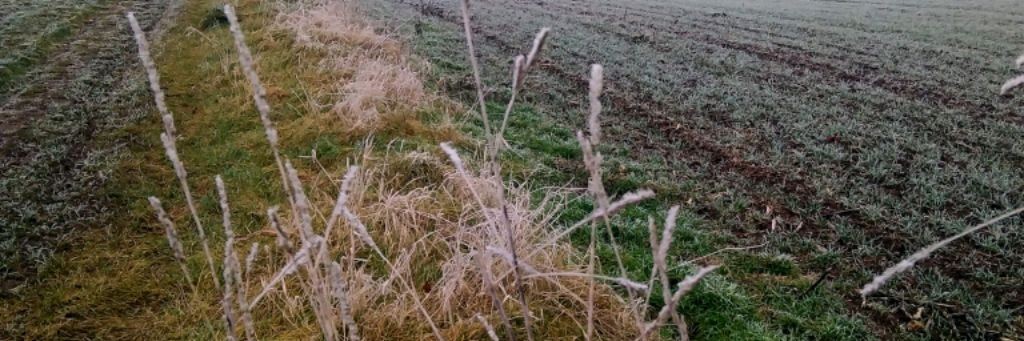 Дитя Индиго