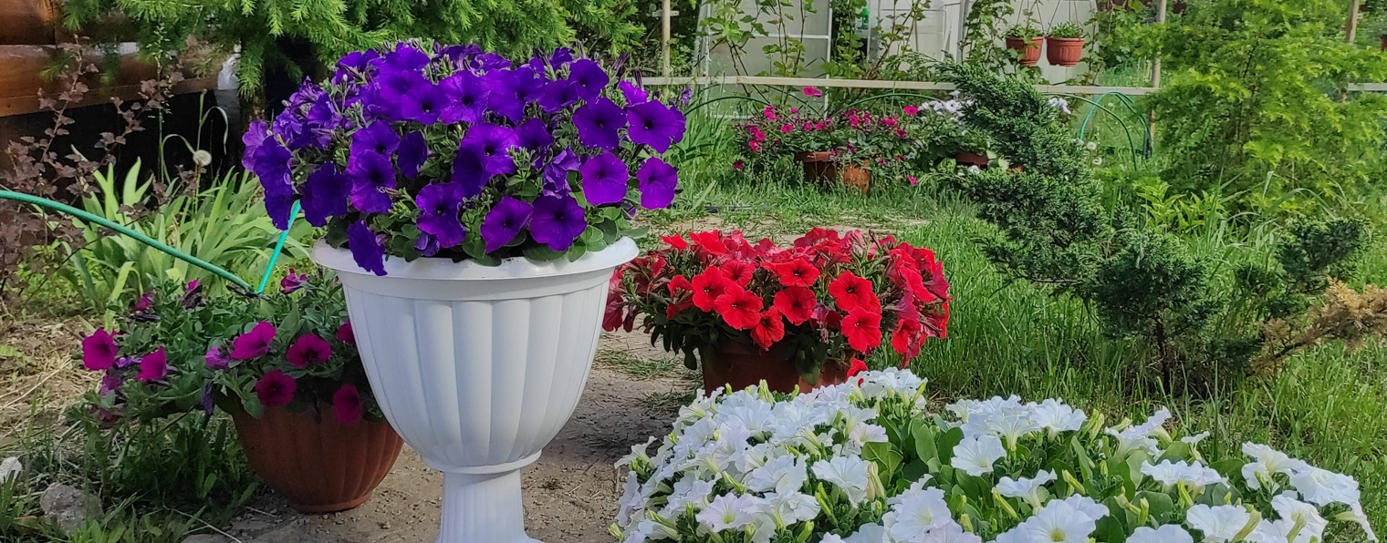 Сорока на хвосте принесла...