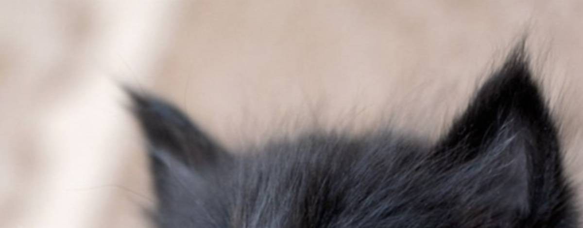 Аня и мэд мэд ворлд