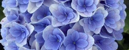 питомник МИР Гортензий 36