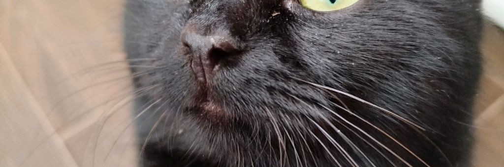 Черныш и Финик