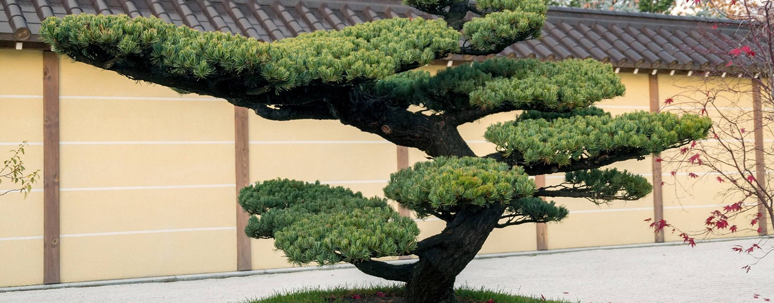 Краснодарец_Ganatol