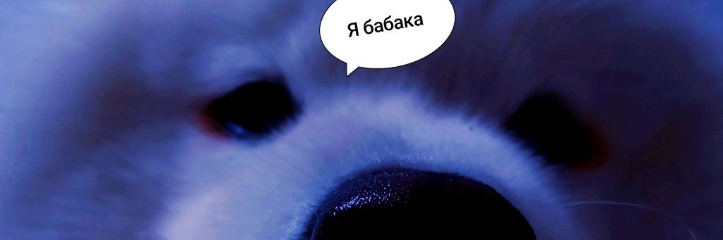 zamir_zolotoy