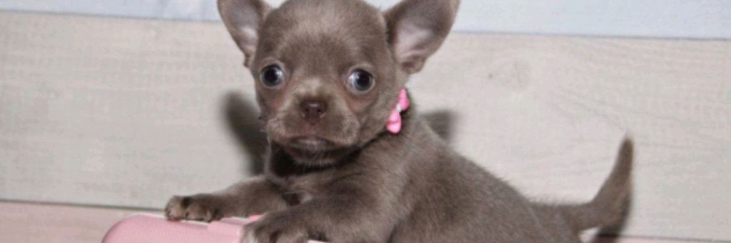 Чихуахуа Берта