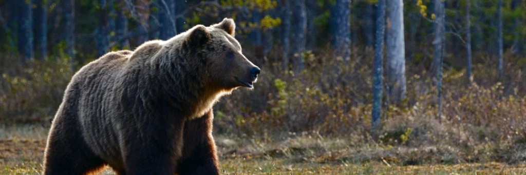 Миша-Медведь