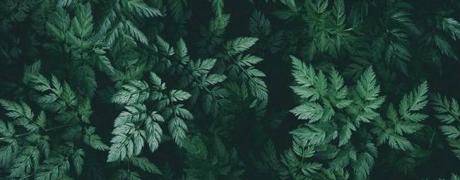 Анна Викторовна Павлова