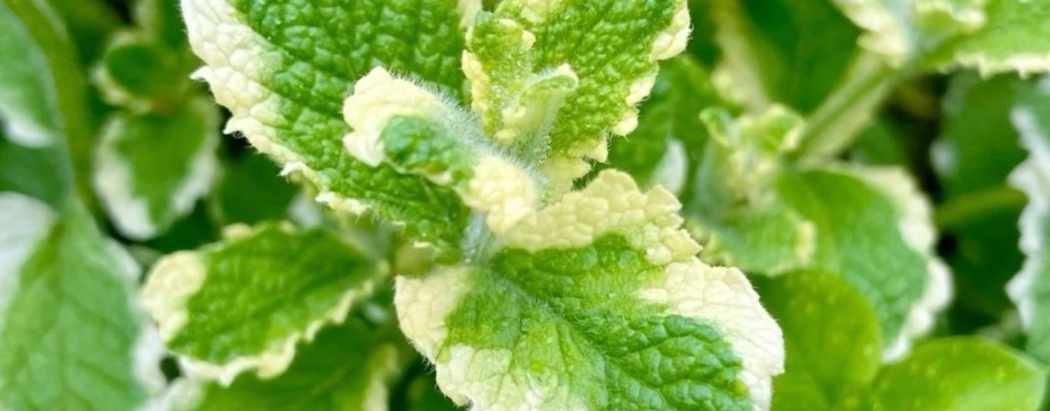 МЯТА|ПРОДАЖА САЖЕНЦЕВ МЯТЫ