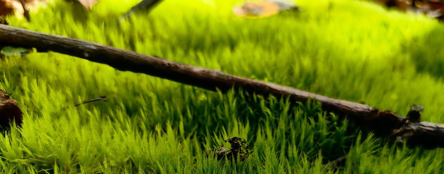 Мамонт Автор Исполнитель