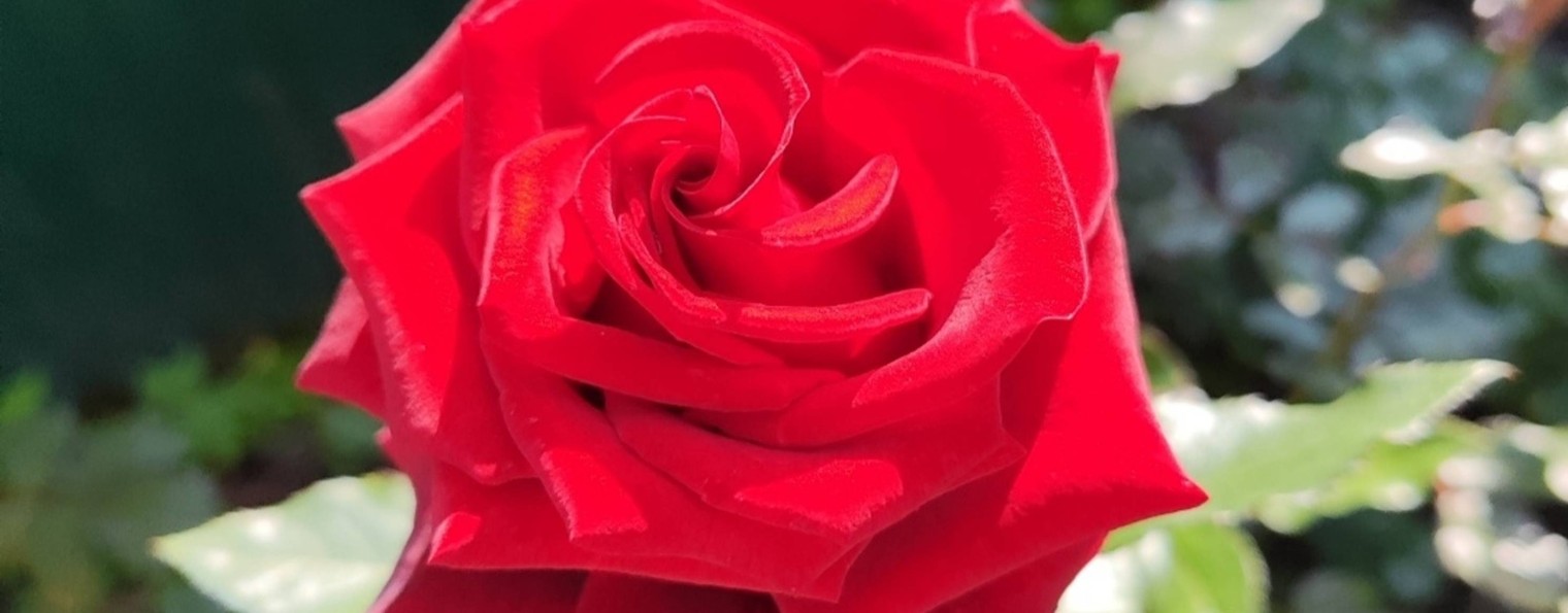 Дачница Анюта 🌹