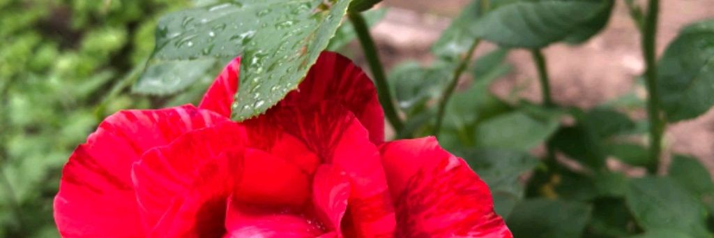 Фитнес Ирина