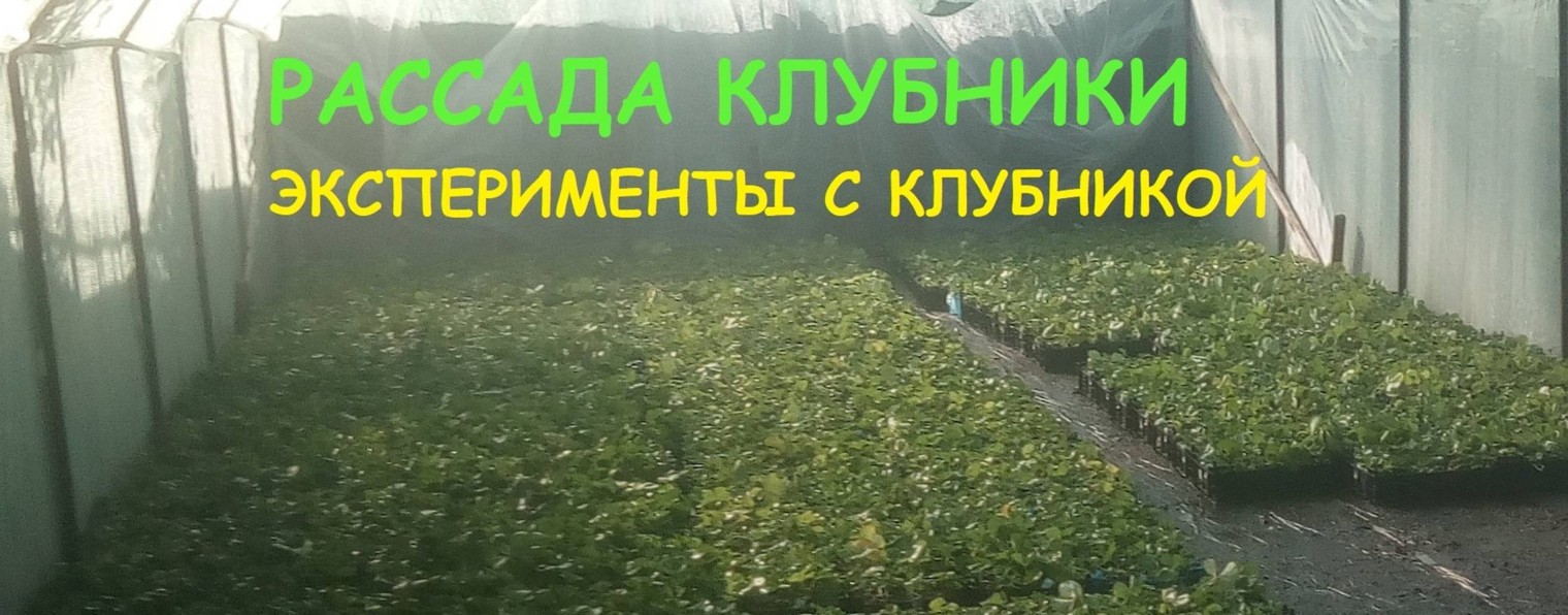 Ягодный город Тамбов