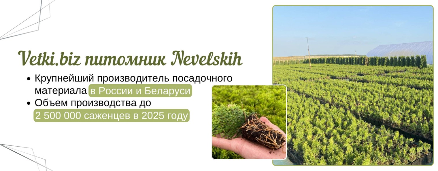 ТУИ И МОЖЖЕВЕЛЬНИКИ ОТ ПРОИЗВОДИТЕЛЯ - БЕЛАРУСЬ