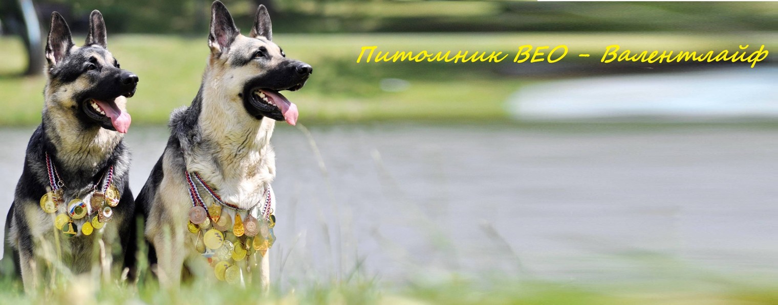 ВЕО из Валентлайф channel42198264