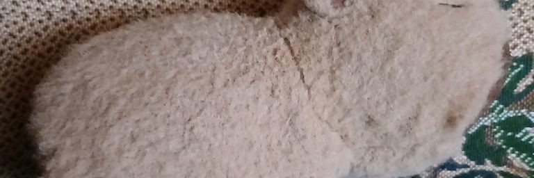 Нина Tiger 🐅