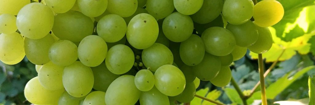 Виноград на даче.