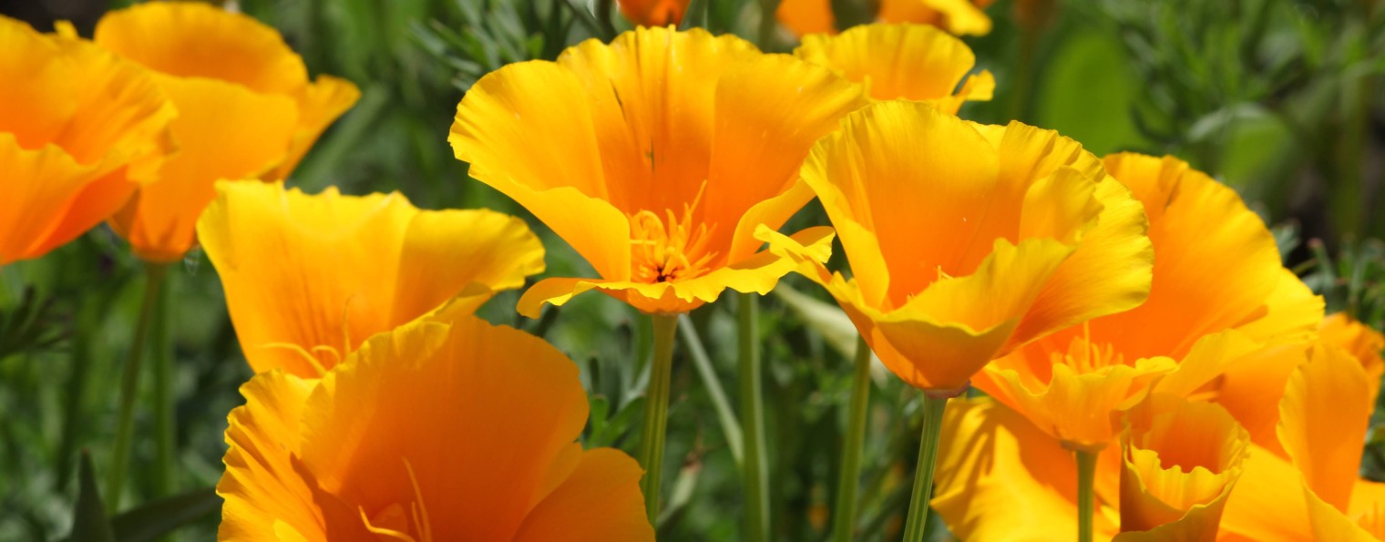 ЦВЕТОЧНЫЙ УГОЛОК.