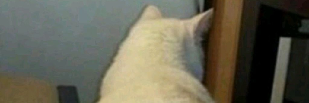 АБОБУС ИЛЛЮЗИОНИСТ