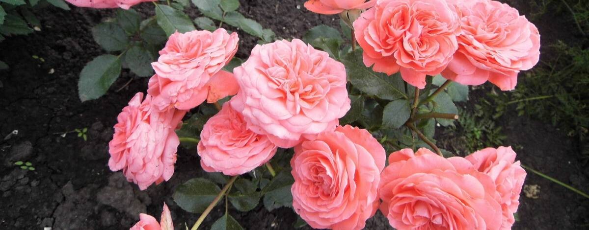 Понемногу обо всём в саду и не только...