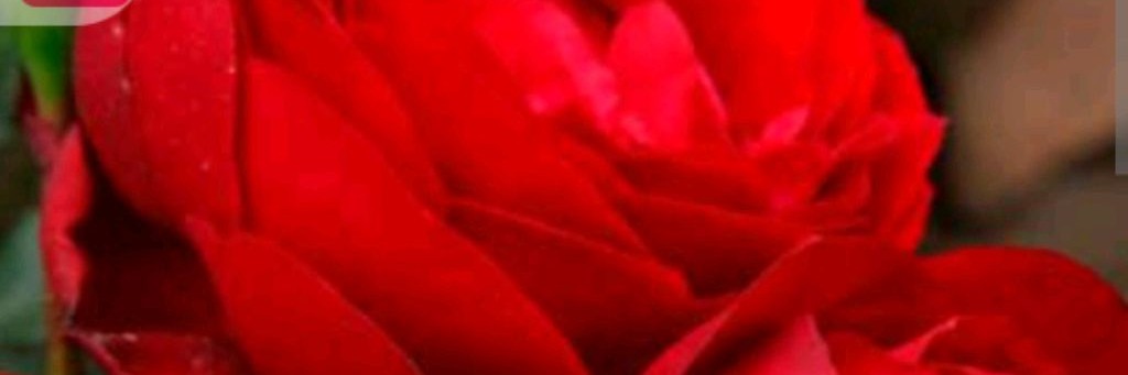 Семья Федельниковых