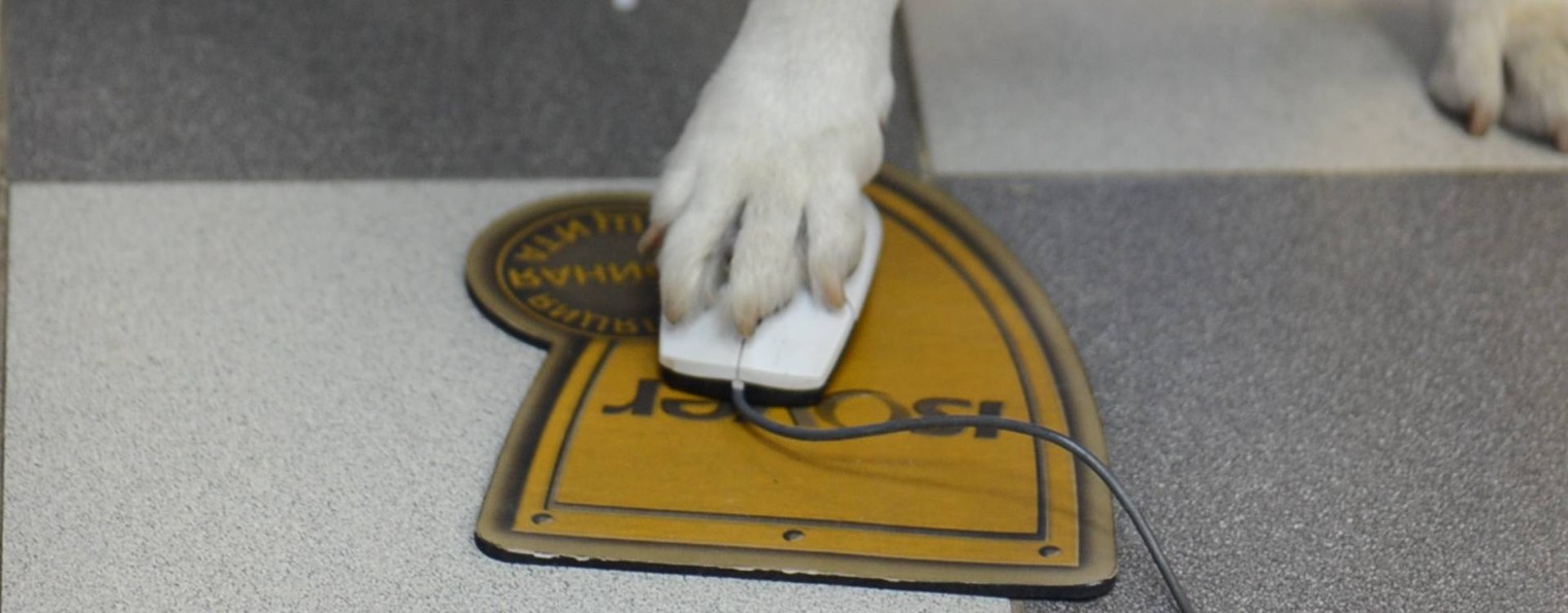 Студия "Кино лапой"