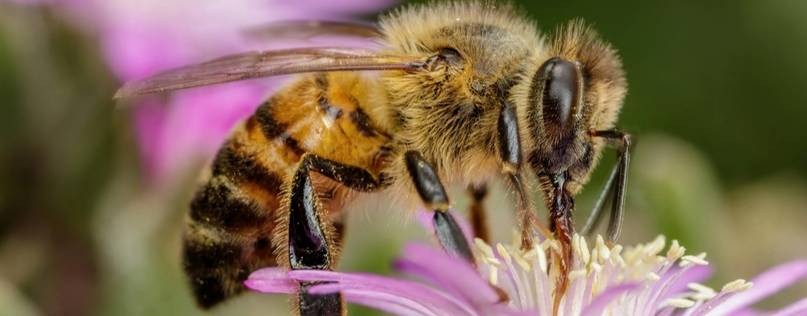 Пасека Крутиковых в Сочи