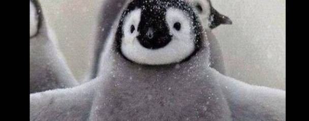 МАНДАРИНЧИК