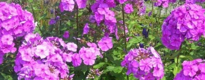 Мои мысли мои скакуны