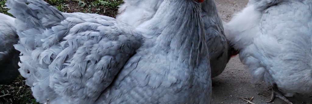 Усадьба в городе и просто жизнь на Юге