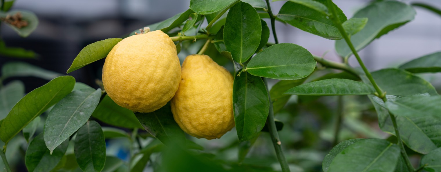 Павловский питомник