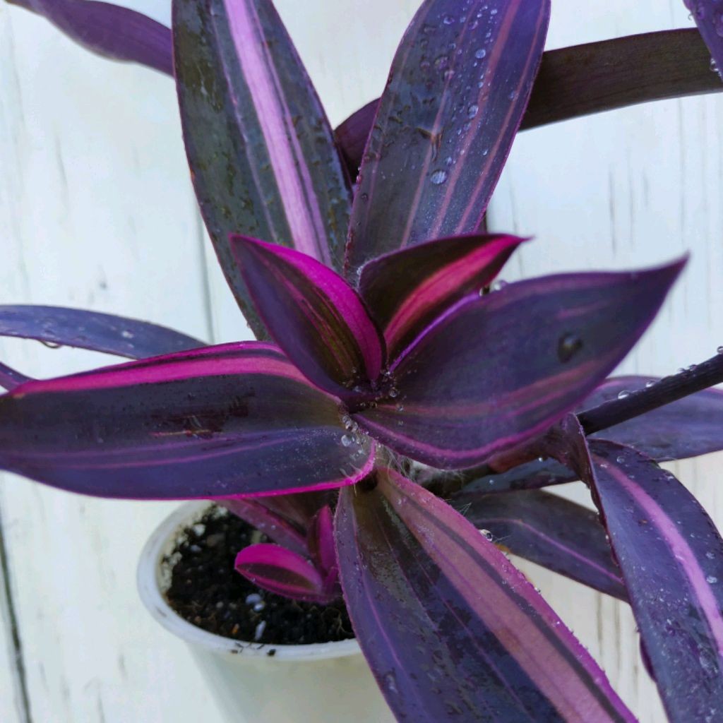 Традесканции Растения Кемерово