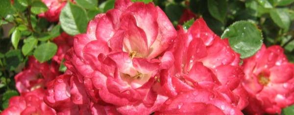 Оксана. Жизнь моя. Влоги.