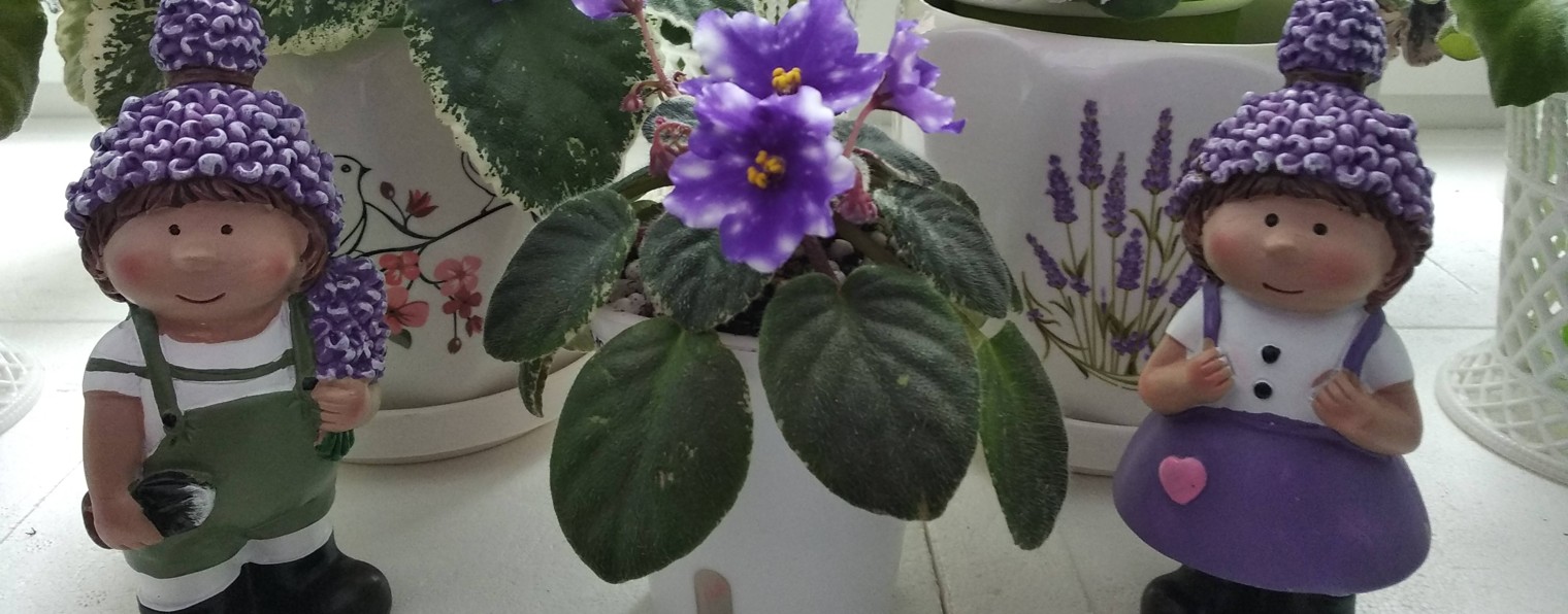 цветочки, фиалочки, бегошки