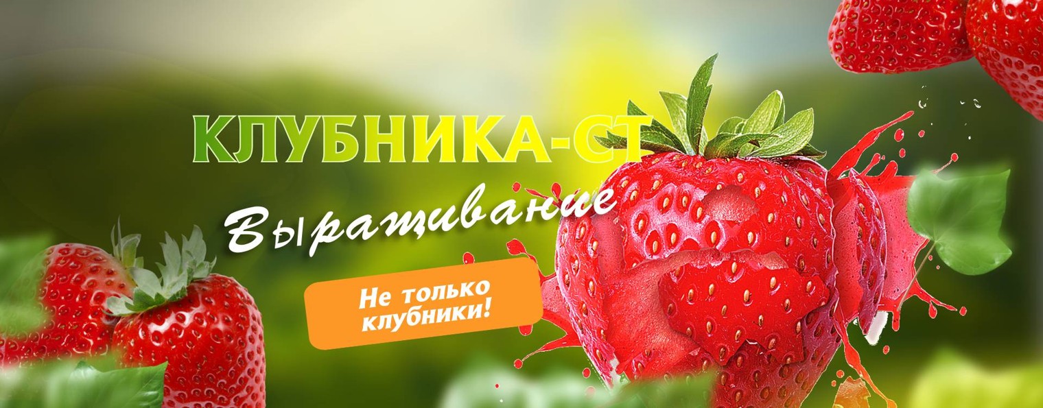 Клубника-СТ