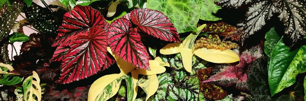 Живой Уголок