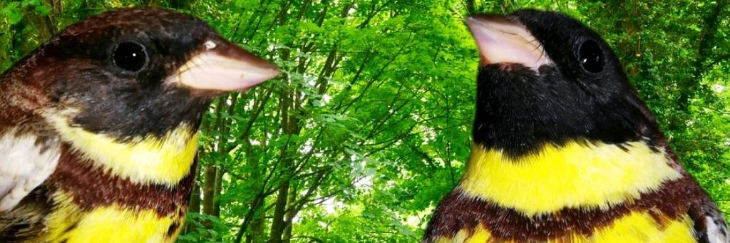 Птицы Ловля