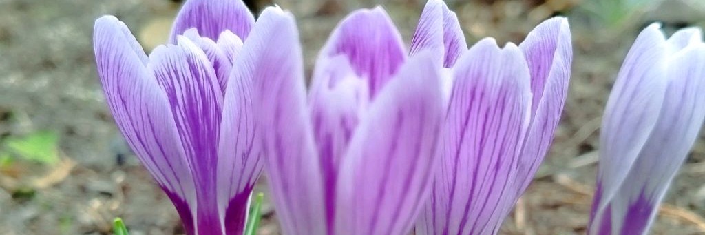 Лилия Газеева