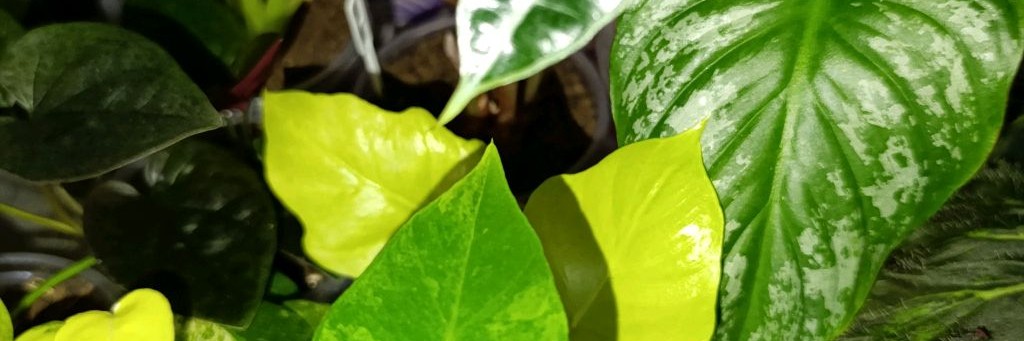 Комнатные Растения Курносовой Яны